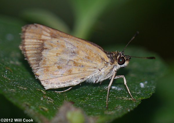 Carolina Roadside-Skipper (Amblyscirtes carolina)