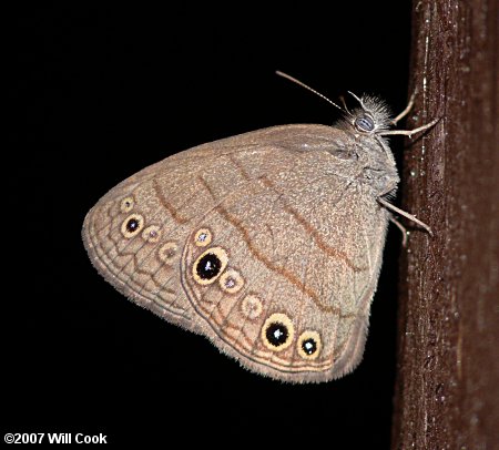 Carolina Satyr (Hermeuptychia sosybius)