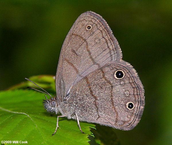 Carolina Satyr (Hermeuptychia sosybius)