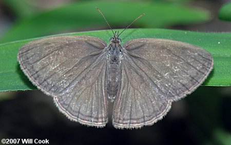 Carolina Satyr (Hermeuptychia sosybius)