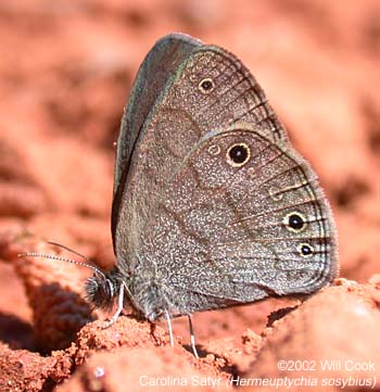 Carolina Satyr (Hermeuptychia sosybius)