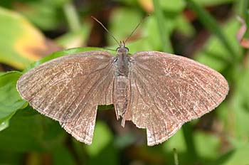 Carolina Satyr (Hermeuptychia sosybius)