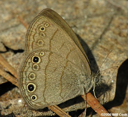 Carolina Satyr (Hermeuptychia sosybius)