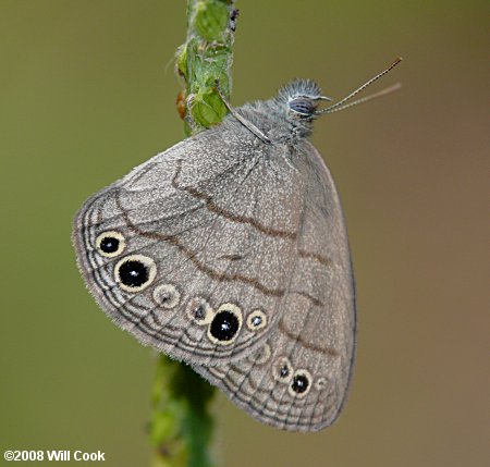 Carolina Satyr (Hermeuptychia sosybius)