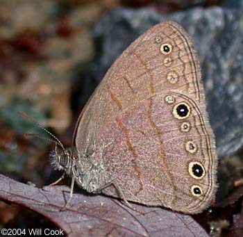 Carolina Satyr (Hermeuptychia sosybius)