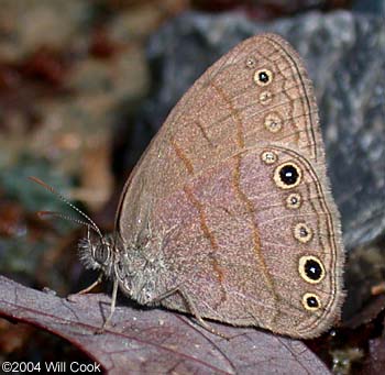 Carolina Satyr (Hermeuptychia sosybius)