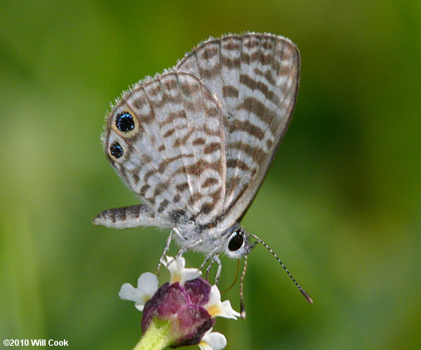 Cassius Blue (Leptotes cassius)