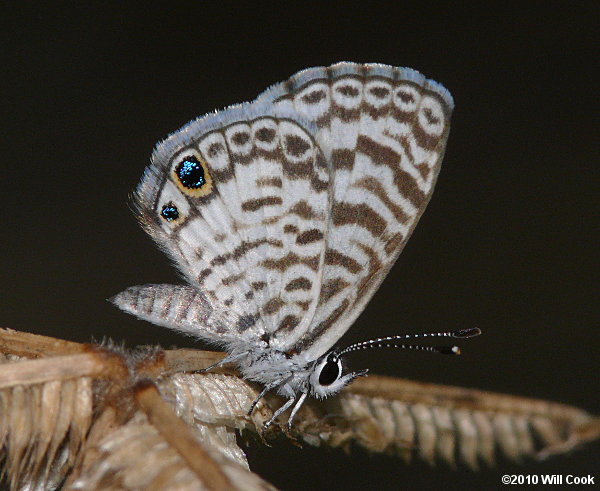 Cassius Blue (Leptotes cassius)