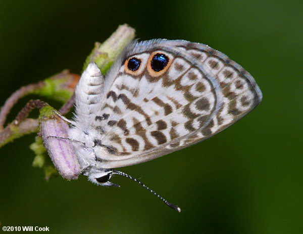 Cassius Blue (Leptotes cassius)