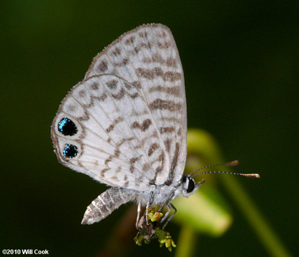 Cassius Blue (Leptotes cassius)