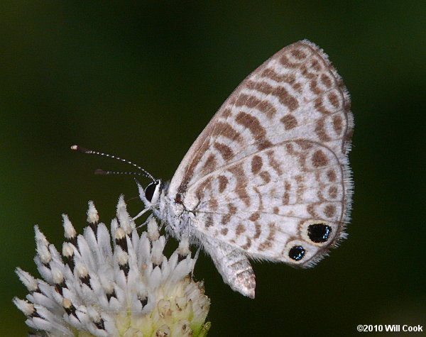 Cassius Blue (Leptotes cassius)