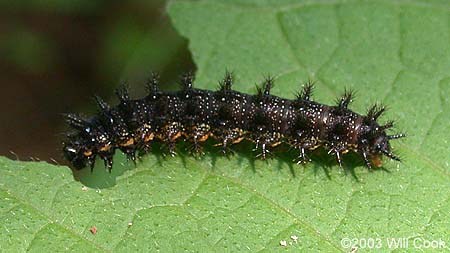 Silvery Checkerspot (Chlosyne nycteis) caterpillar