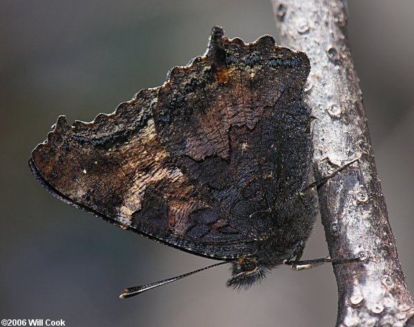 California Tortoiseshell (Nymphalis californica)