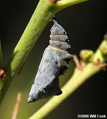 California Tortoiseshell (Nymphalis californica) pupa