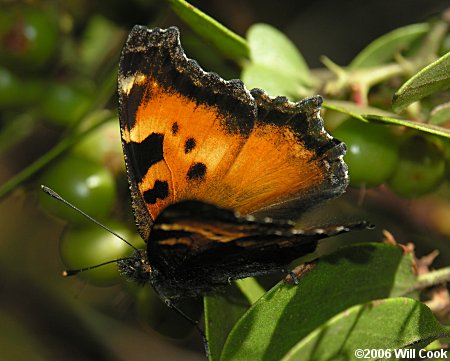 California Tortoiseshell (Nymphalis californica)