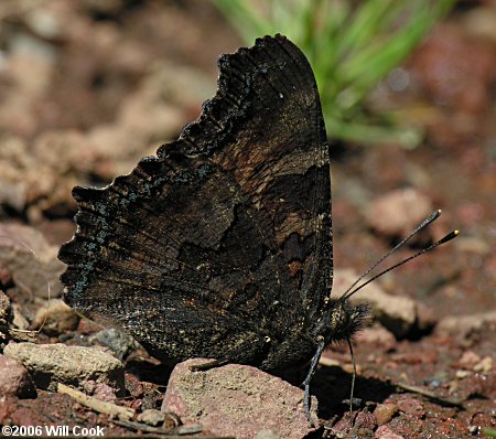 California Tortoiseshell (Nymphalis californica)