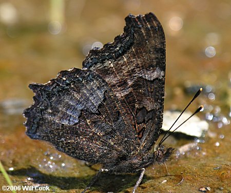 California Tortoiseshell (Nymphalis californica)