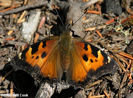 California Tortoiseshell (Nymphalis californica)