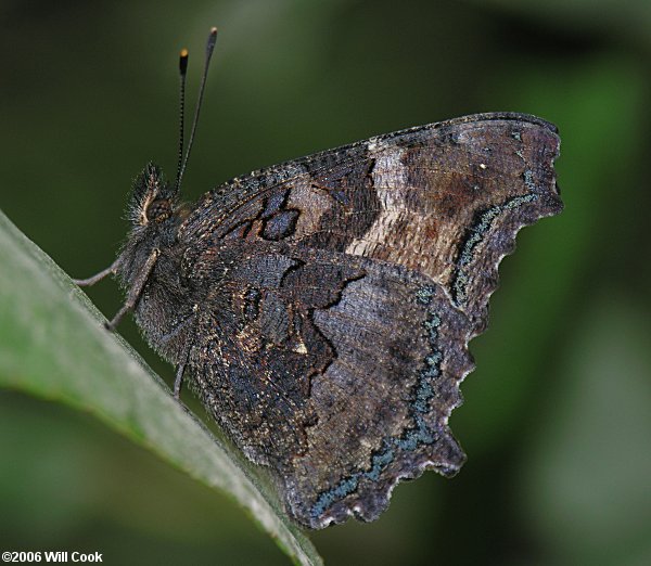 California Tortoiseshell (Nymphalis californica)