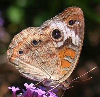 Common Buckeye (Junonia coenia)