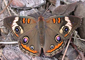 Common Buckeye (Junonia coenia)