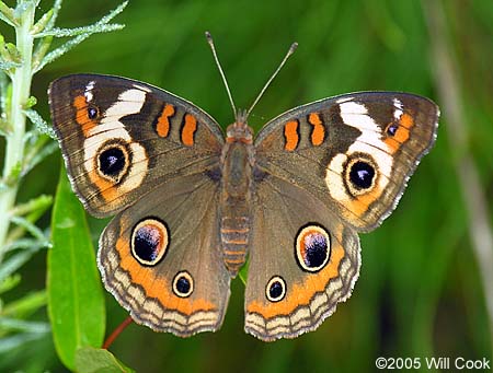 Common Buckeye (Junonia coenia)