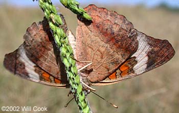 Common Buckeye (Junonia coenia)