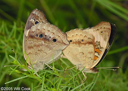 Common Buckeye (Junonia coenia)