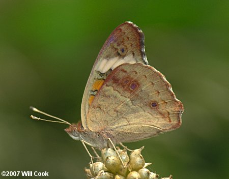 Common Buckeye (Junonia coenia)