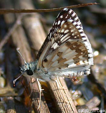 Common Checkered-Skipper (Pyrgus communis)