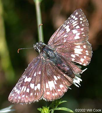 Common Checkered-Skipper (Pyrgus communis)