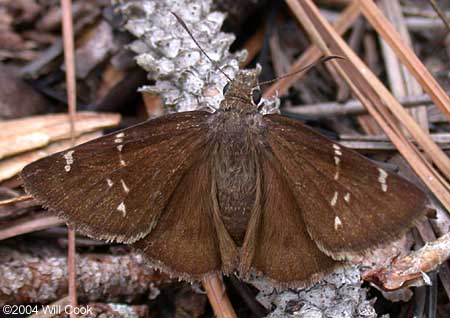 Confused Cloudywing (Thorybes confusis)