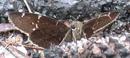 Confused Cloudywing (Thorybes confusis)