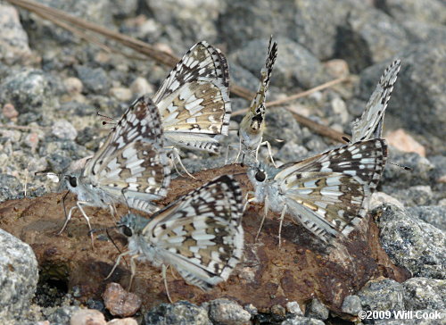 Common Checkered-Skipper (Pyrgus communis)