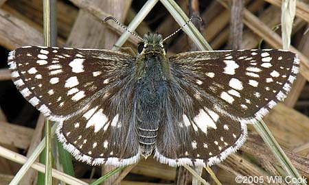 Common Checkered-Skipper (Pyrgus communis)