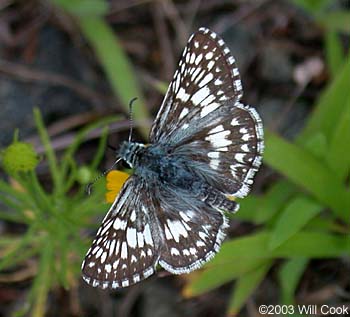 Common Checkered-Skipper (Pyrgus communis)