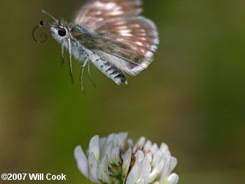 Common Checkered-Skipper (Pyrgus communis)