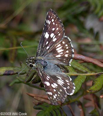 Common Checkered-Skipper (Pyrgus communis)