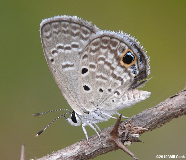 Ceraunus Blue (Hemiargus ceraunus)