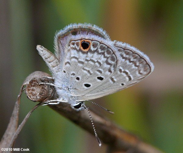 Ceraunus Blue (Hemiargus ceraunus)