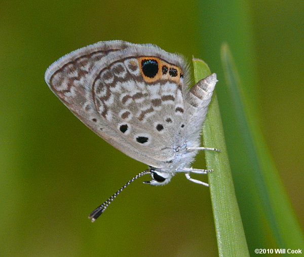 Ceraunus Blue (Hemiargus ceraunus)