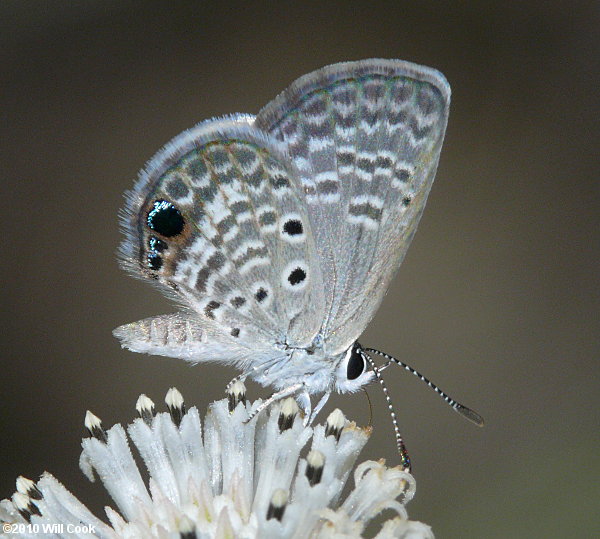 Ceraunus Blue (Hemiargus ceraunus)