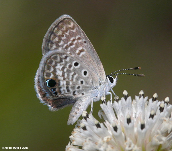 Ceraunus Blue (Hemiargus ceraunus)