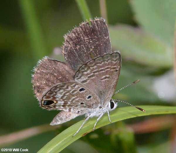 Ceraunus Blue (Hemiargus ceraunus)