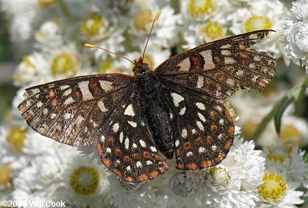 Variable Checkerspot (Euphydryas chalcedona)