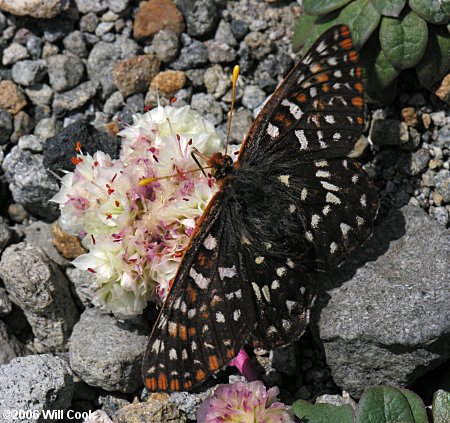 Variable Checkerspot (Euphydryas chalcedona)