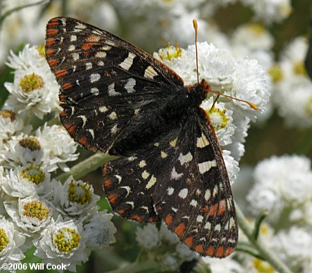 Variable Checkerspot (Euphydryas chalcedona)