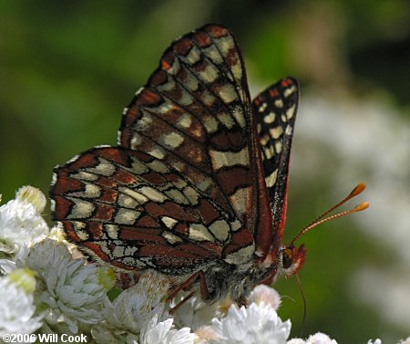 Variable Checkerspot (Euphydryas chalcedona)