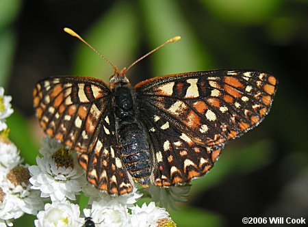 Variable Checkerspot (Euphydryas chalcedona)