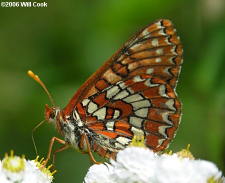 Variable Checkerspot (Euphydryas chalcedona)